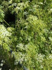 Apiales