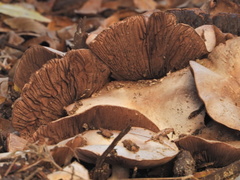 Agaricus bisporus