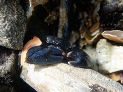 Petrolisthes cinctipes