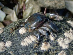 Petrolisthes cinctipes