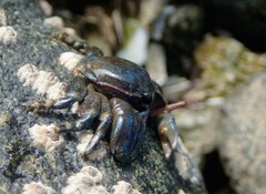 Petrolisthes cinctipes