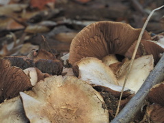 Agaricus bisporus