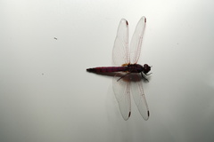 Trithemis annulata haematina