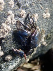 Petrolisthes cinctipes