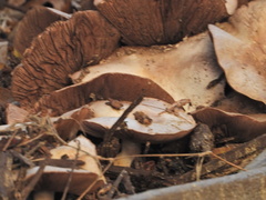 Agaricus bisporus