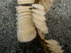 Nassarius fossatus