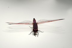 Trithemis annulata haematina