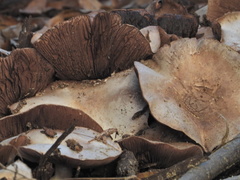 Agaricus bisporus