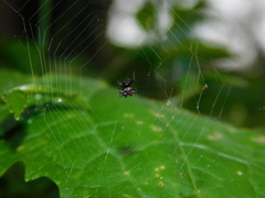 Gasteracantha