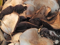 Agaricus bisporus