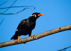 Gracula religiosa