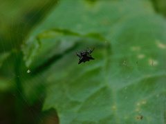 Gasteracantha