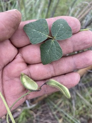Phaseolus vulgaris