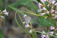 Satyrium sylvinus