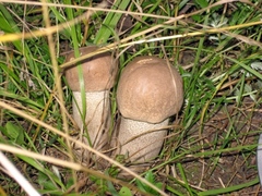 Leccinum duriusculum
