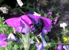 Xylocopa valga