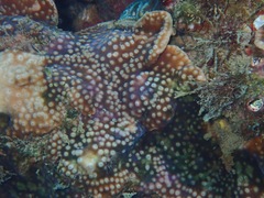 Turbinaria