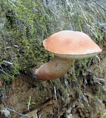 Leccinum vulpinum