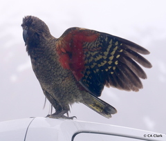 Nestor notabilis