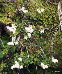 Gaultheria crassa