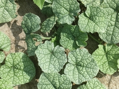 Trichosanthes scabra