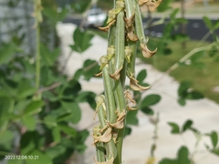 Crotalaria pallida