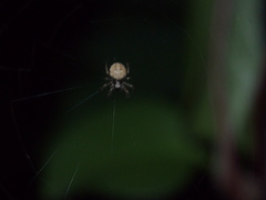 Neoscona menghaiensis