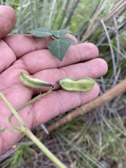 Phaseolus vulgaris