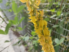 Crotalaria pallida