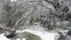 Eucalyptus pauciflora debeuzevillei