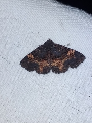 Metalectra carneomacula