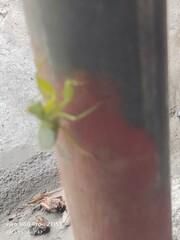 Hierodula patellifera