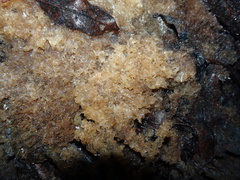 Scorias spongiosa image