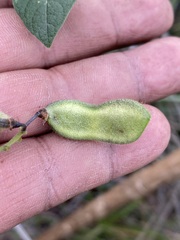 Phaseolus vulgaris
