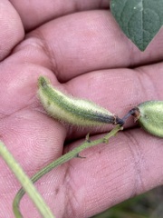 Phaseolus vulgaris