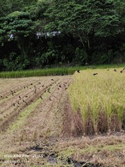 Acridotheres javanicus