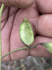 Phaseolus vulgaris