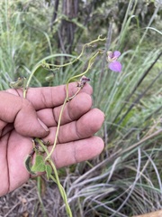 Phaseolus vulgaris