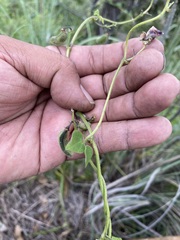 Phaseolus vulgaris