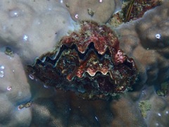 Ostreoidea