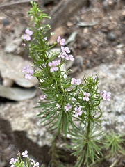 Stylidium adnatum