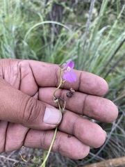 Phaseolus vulgaris