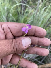 Phaseolus vulgaris