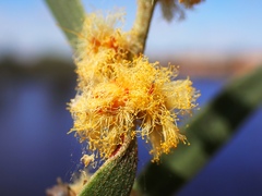 Acacia oswaldii