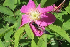 Sceliphron destillatorium