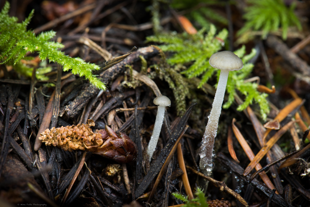 Rhizomarasmius undatus