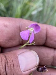 Phaseolus vulgaris