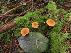 Heimiomyces fulvipes