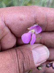 Phaseolus vulgaris