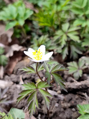 Anemonoides nemorosa